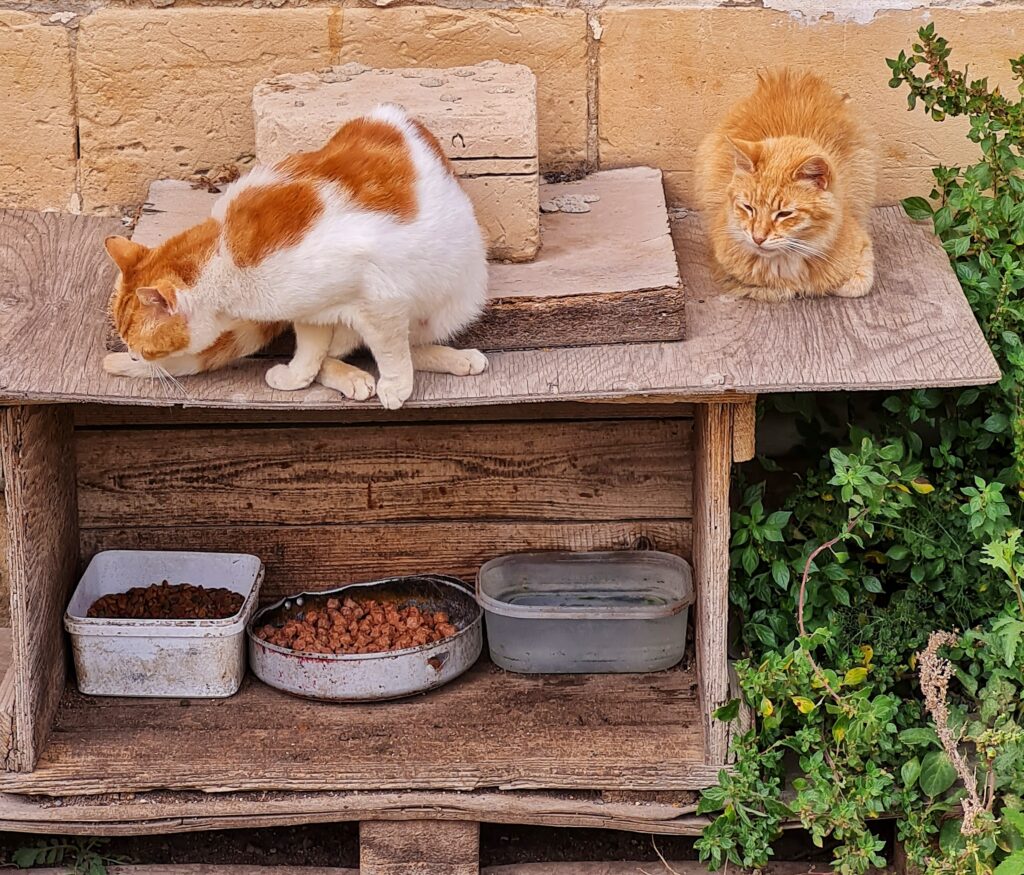 Ein altes Holzgestell, das draußen  vor einer Wand steht. Oben drauf sitzen zwei Katzen, die eine´weiß mit bräunlichem Muster auf dem Rücken, die andere in einem hellen Braunton. Im Fach darunter stehen drei Schalen mit Futter.