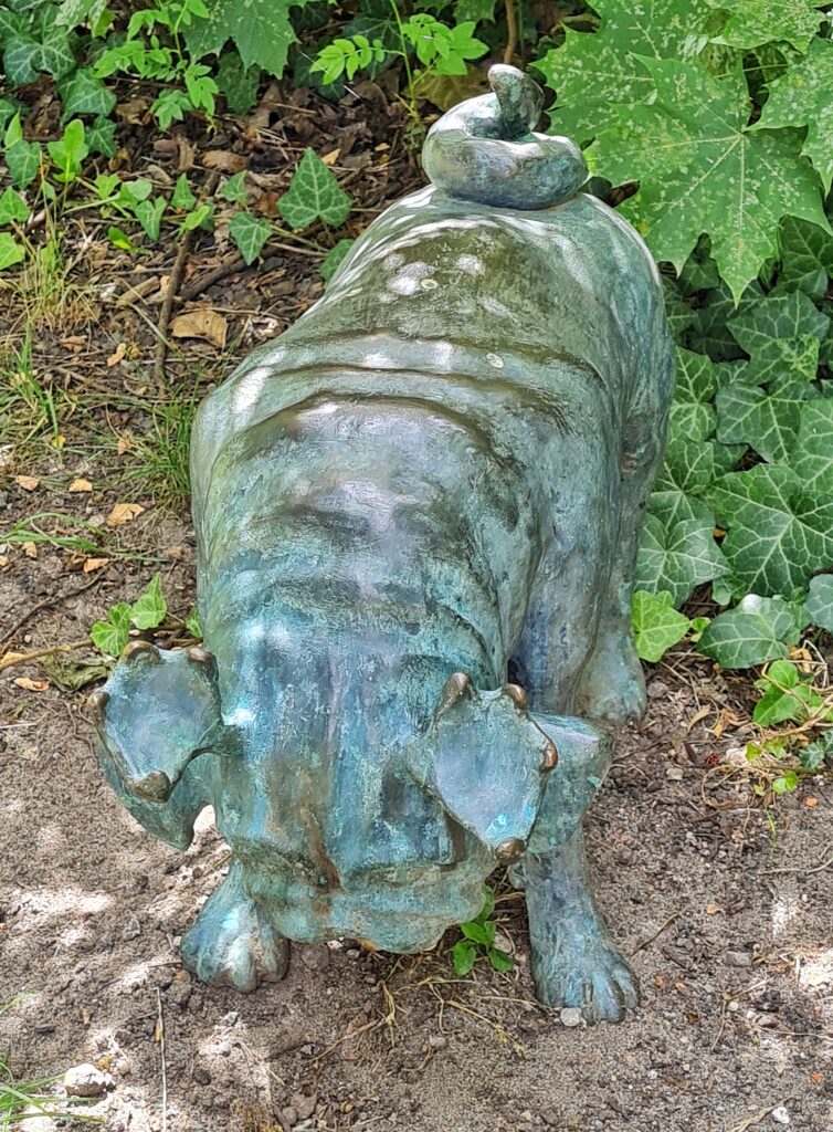 Ein stehender Waldmops von vorne fotografiert. Er hat den Kopf gesenkt.